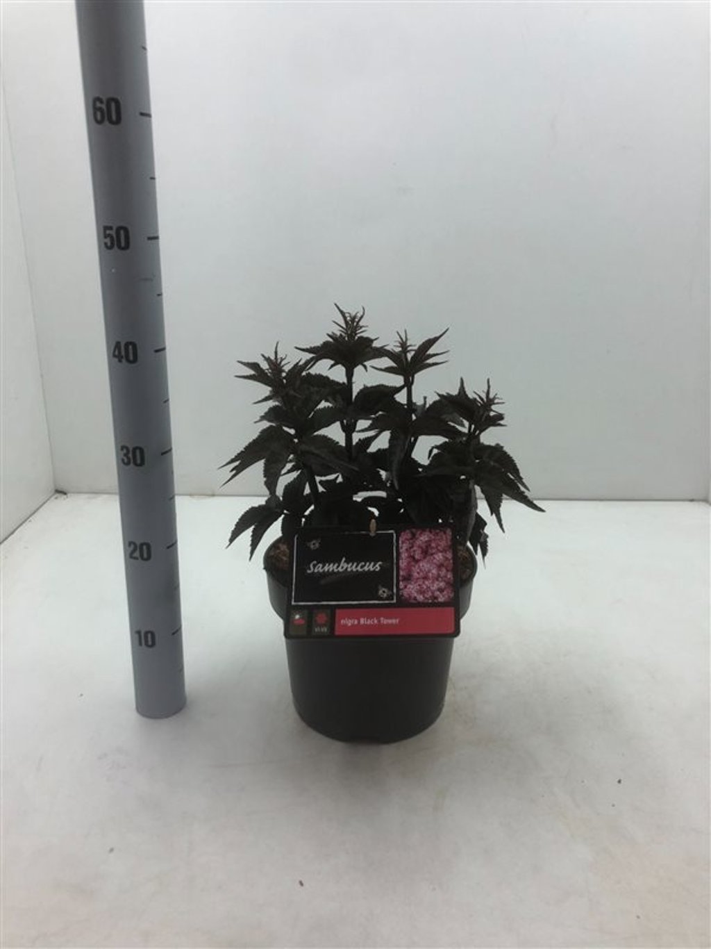 Sambucus nigra 'Black Tower' ® - C5